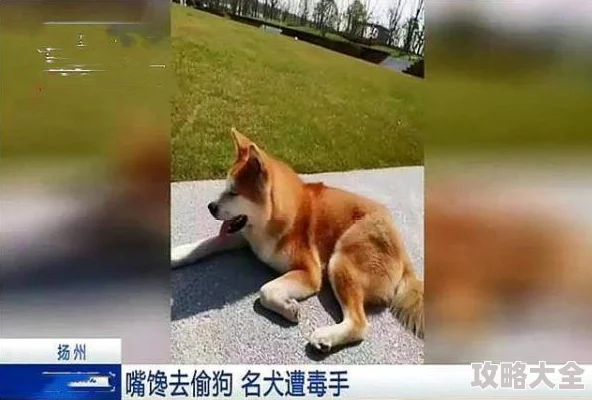 狗狗猛涨精肉狗大壮增肥增食欲配方升级营养更均衡吸收率提高三成试用装火热派送