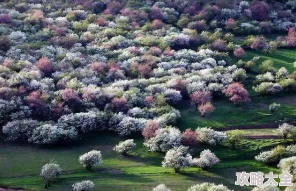 日本樱花盛开期预测公布各地花期较往年略有提前