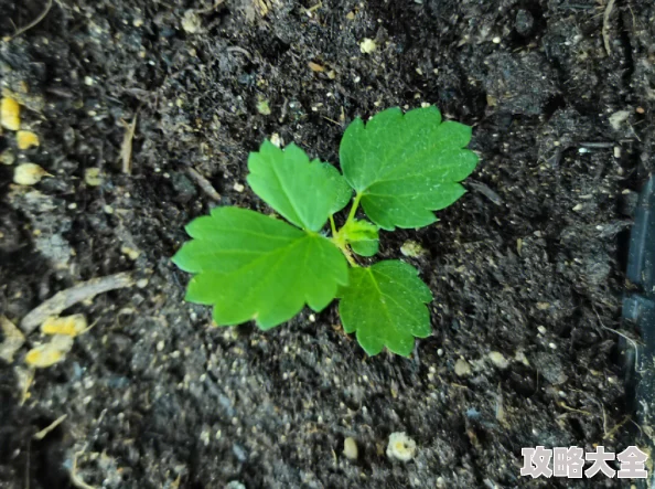 迈开腿让我看草莓种植草莓的小苗已经长出新的叶子啦