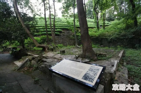 灵犀青岩据说曾在一古墓中发现珍稀药材引来多方势力争夺